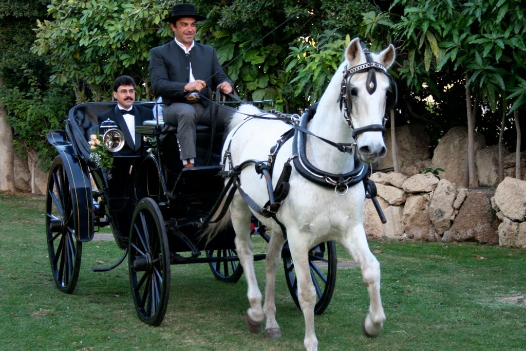 Calesa de caballos Calesa de caballos